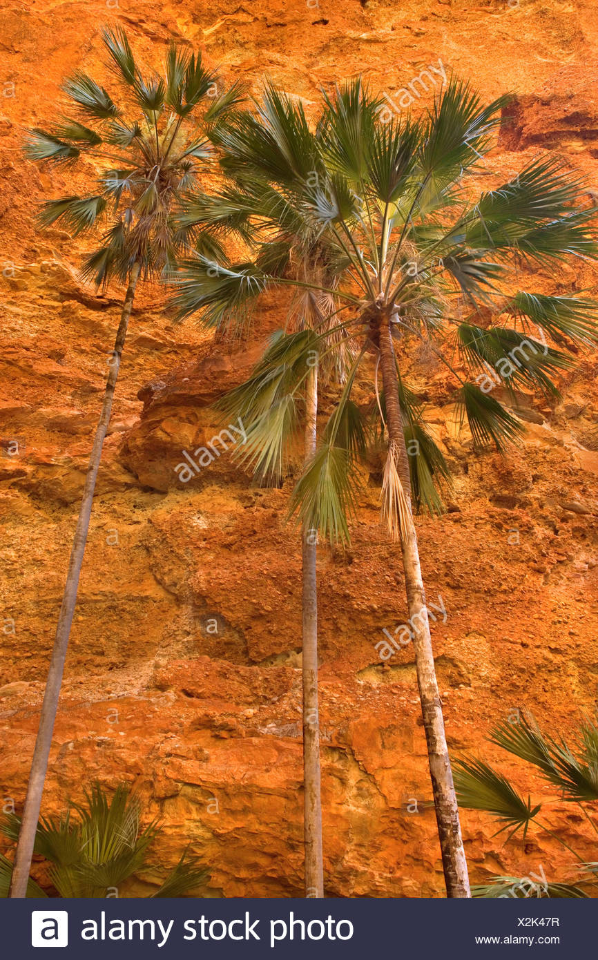 Cabbage Palms Stock Photos & Cabbage Palms Stock Images Alamy