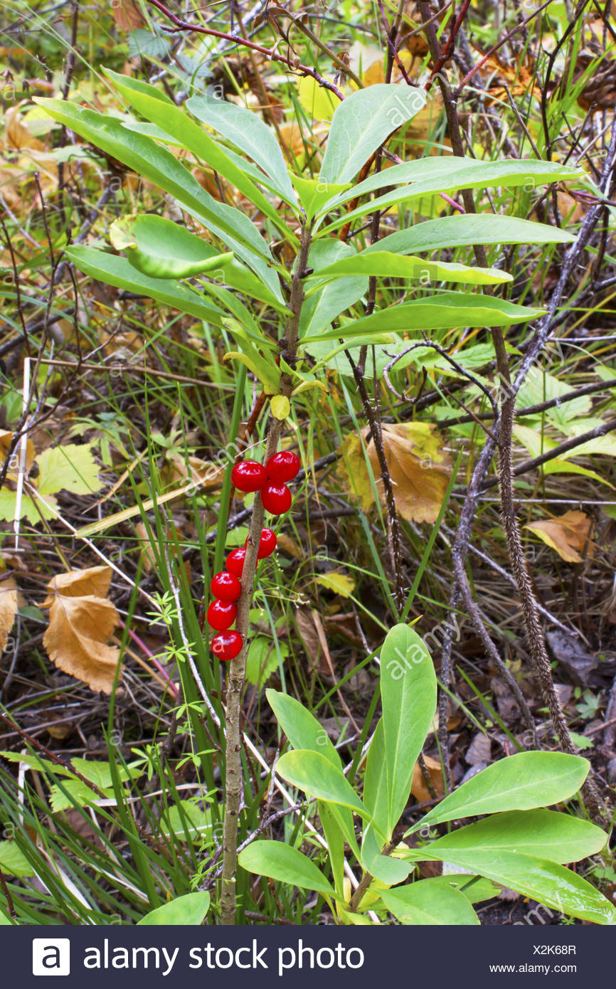 Poisonous Berry High Resolution Stock Photography and Images - Alamy