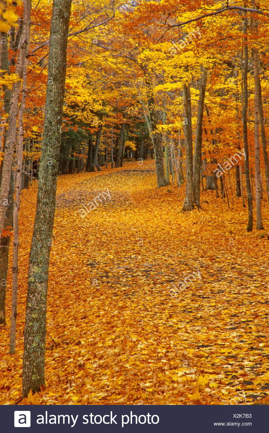 Fall Colors Line Forest Path Usa Door County Stock Photo