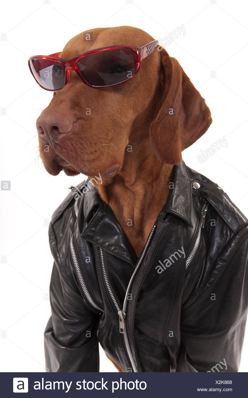dog leather jacket