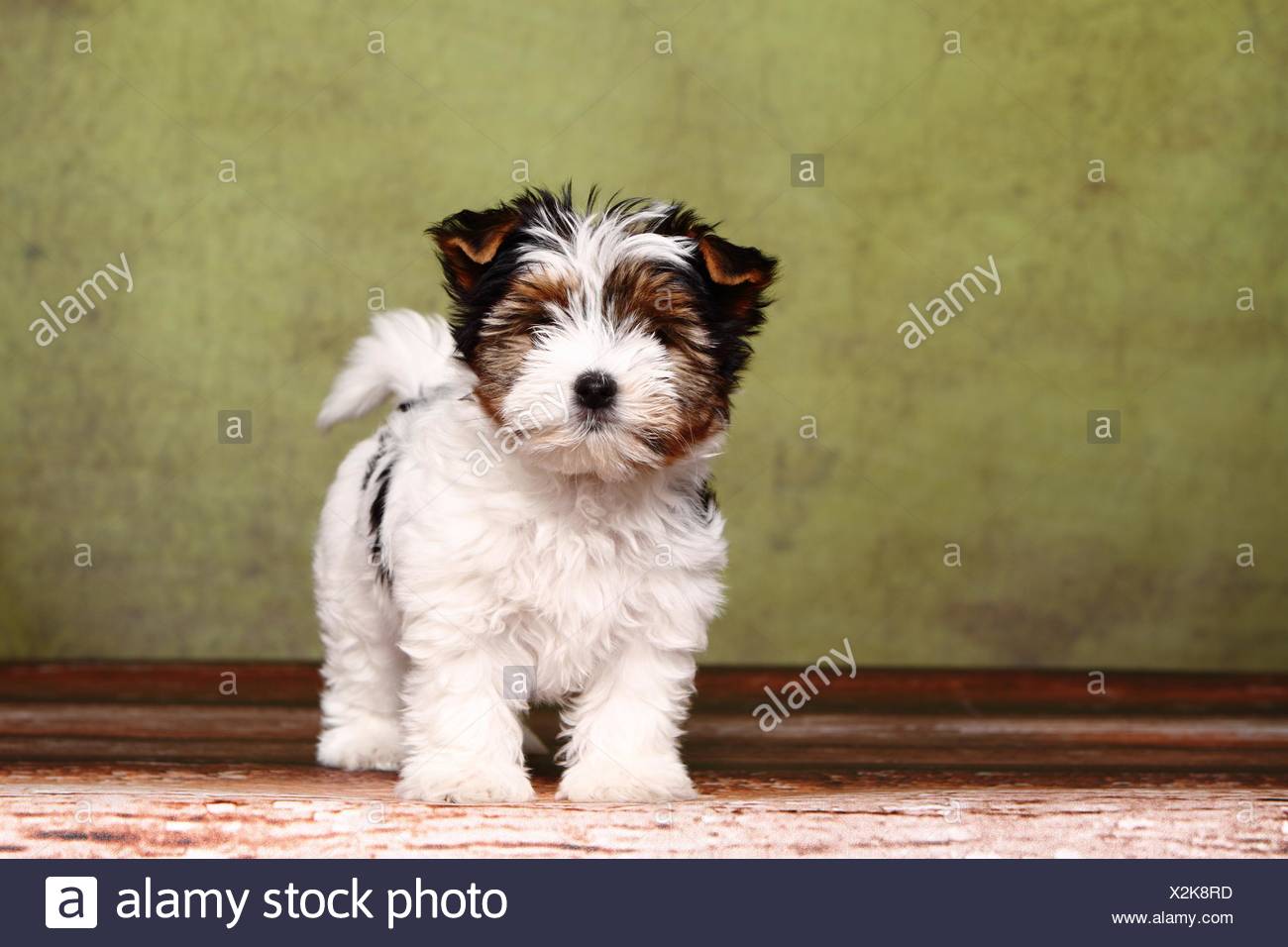 biewer yorkshire terriers