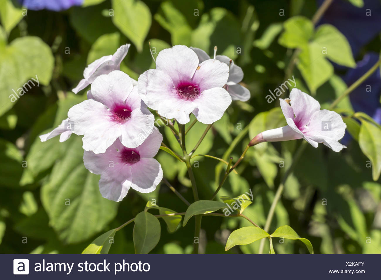 Pandorea jasminoides, australian plant Stock Photo