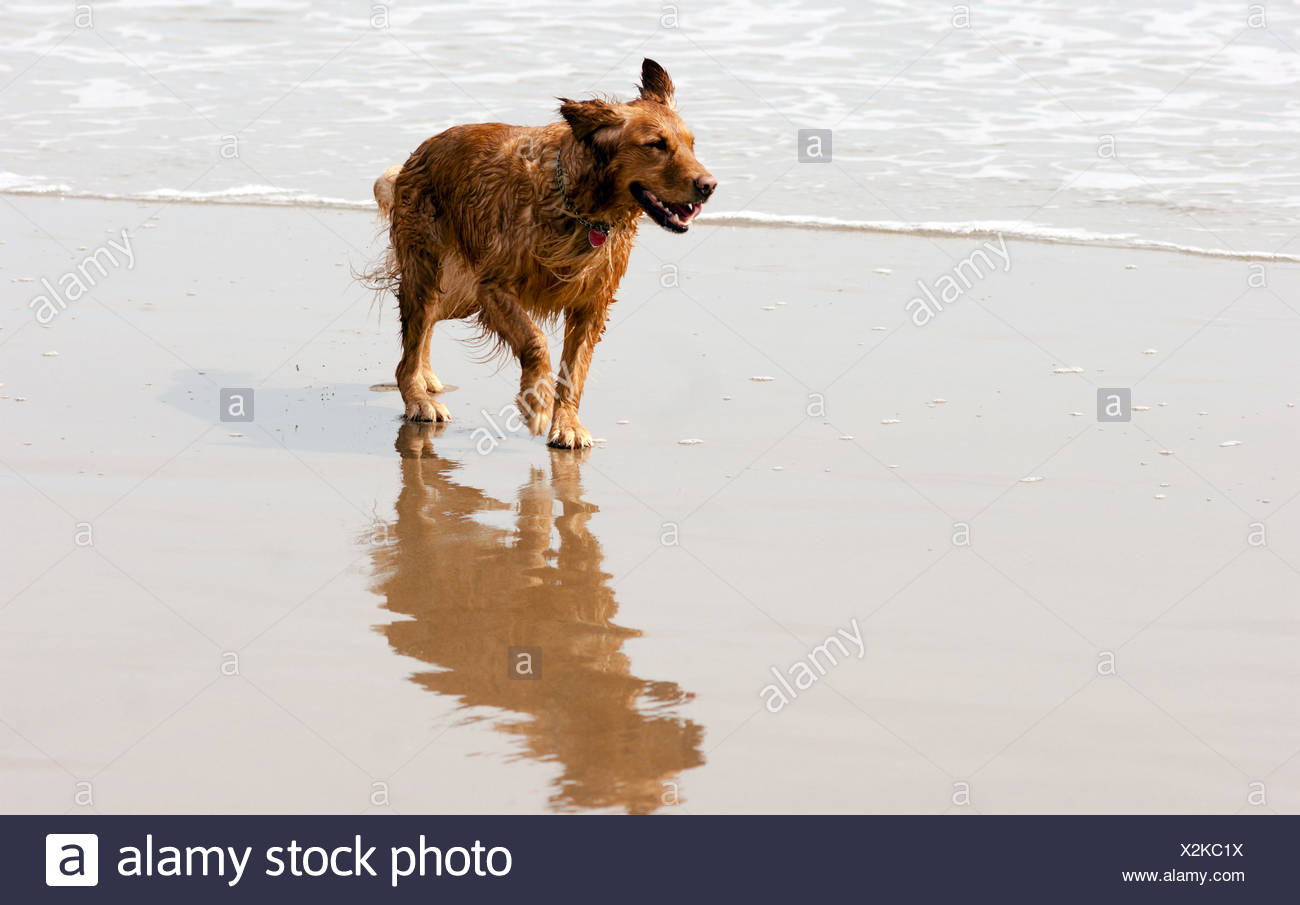 Irish Setter Golden Retriever Dog Running Ocean Surf Sandy Beach Stock Photo Alamy