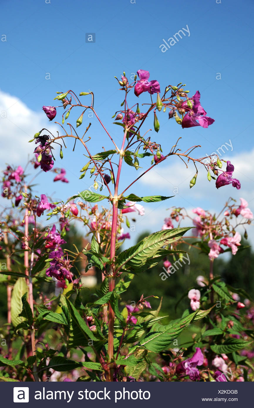 Himalayan Balsam Stock Photo