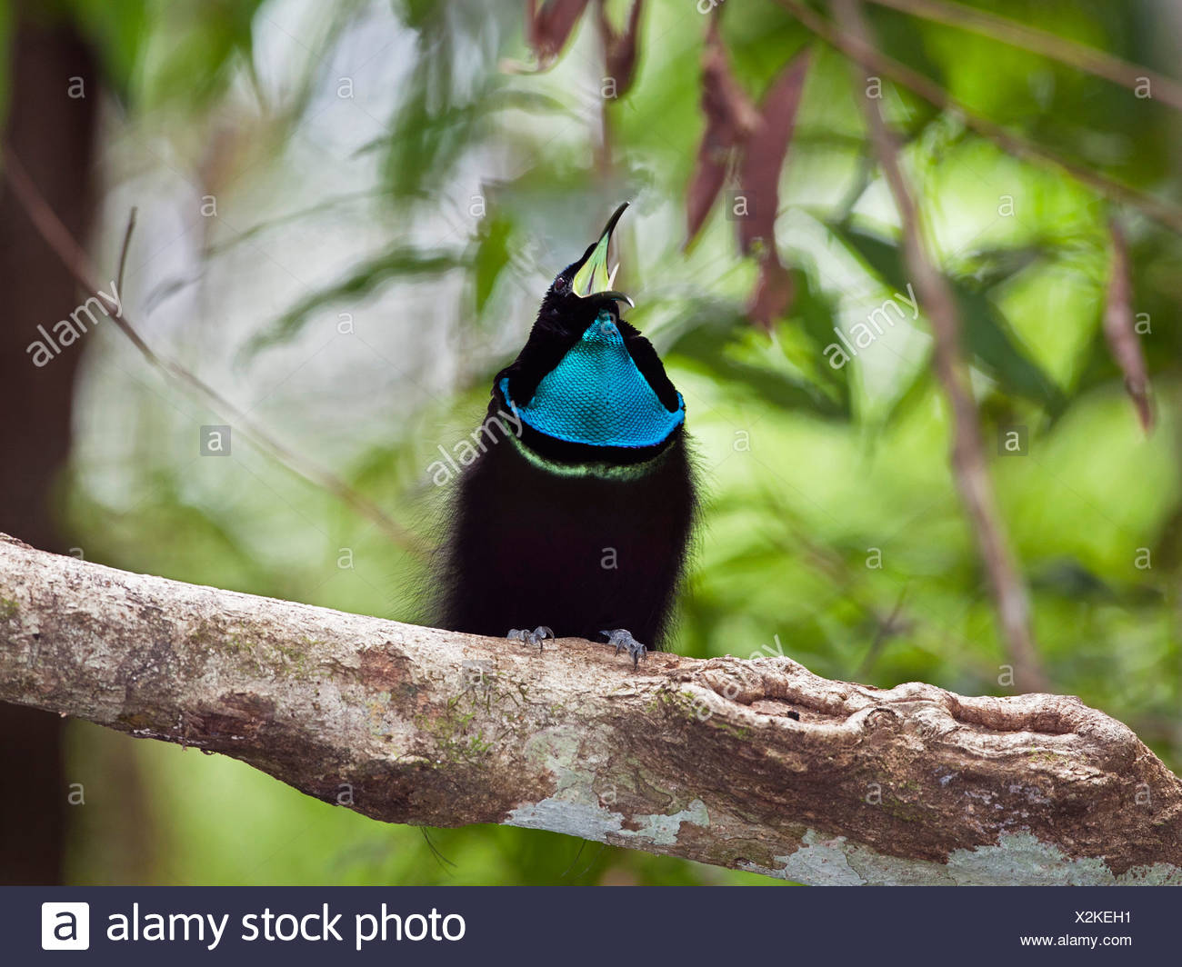 Magnificent Rifebird Sitting Wet On A Branch High Resolution Stock Photography and Images ...