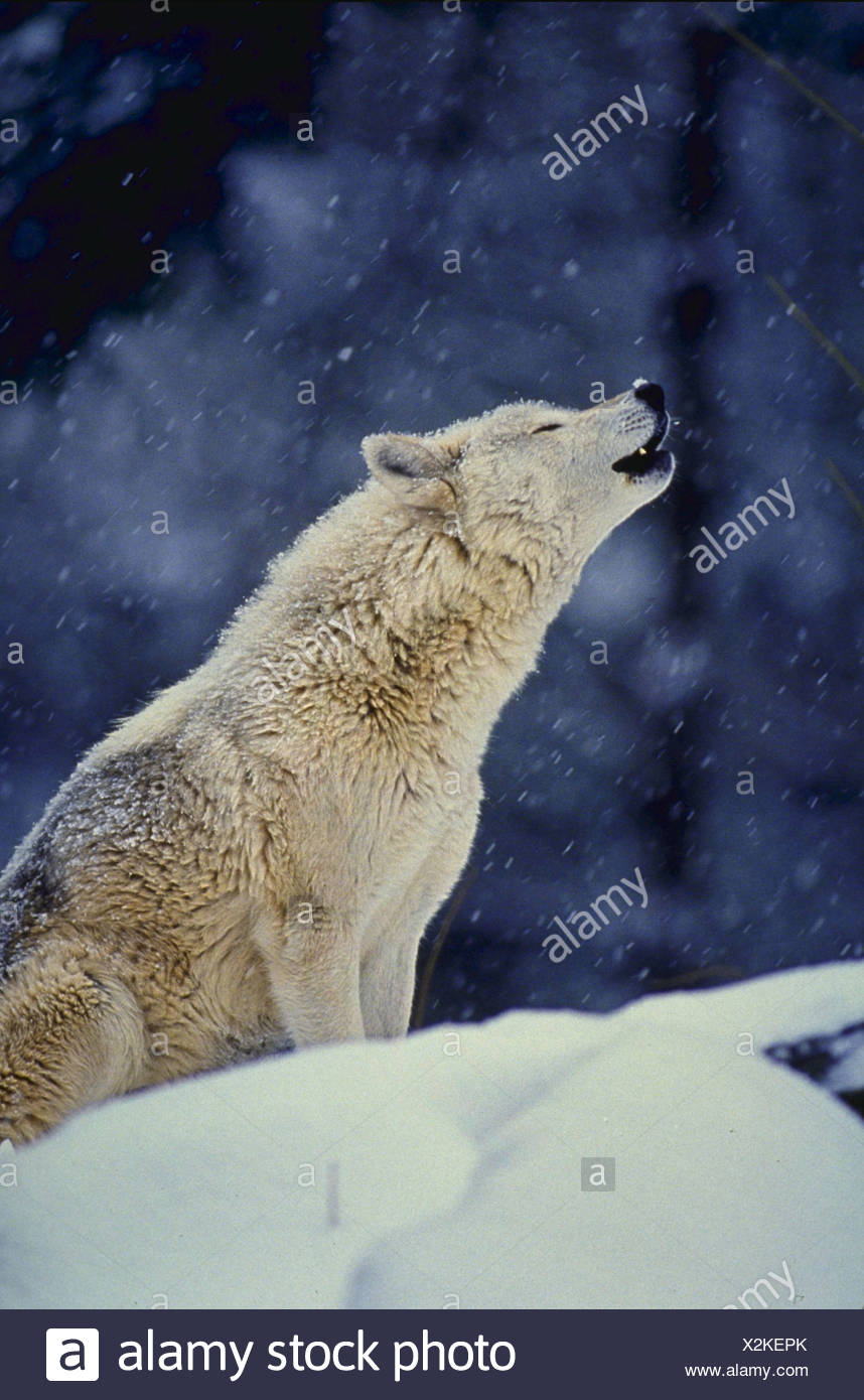 Howling Wolf High Resolution Stock Photography and Images - Alamy