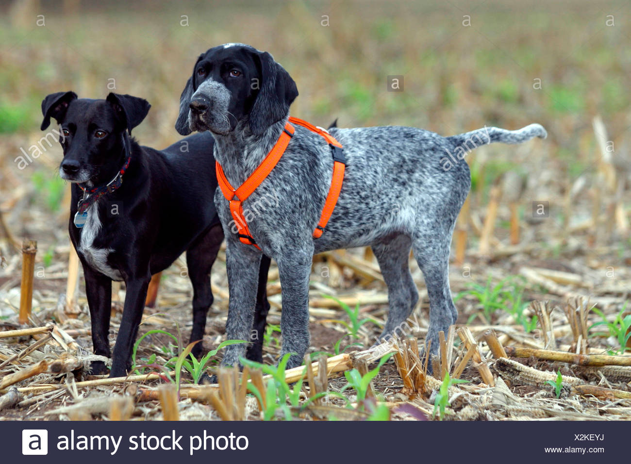 German Short Haired Pointer And Mixed Black Dog Standing In A