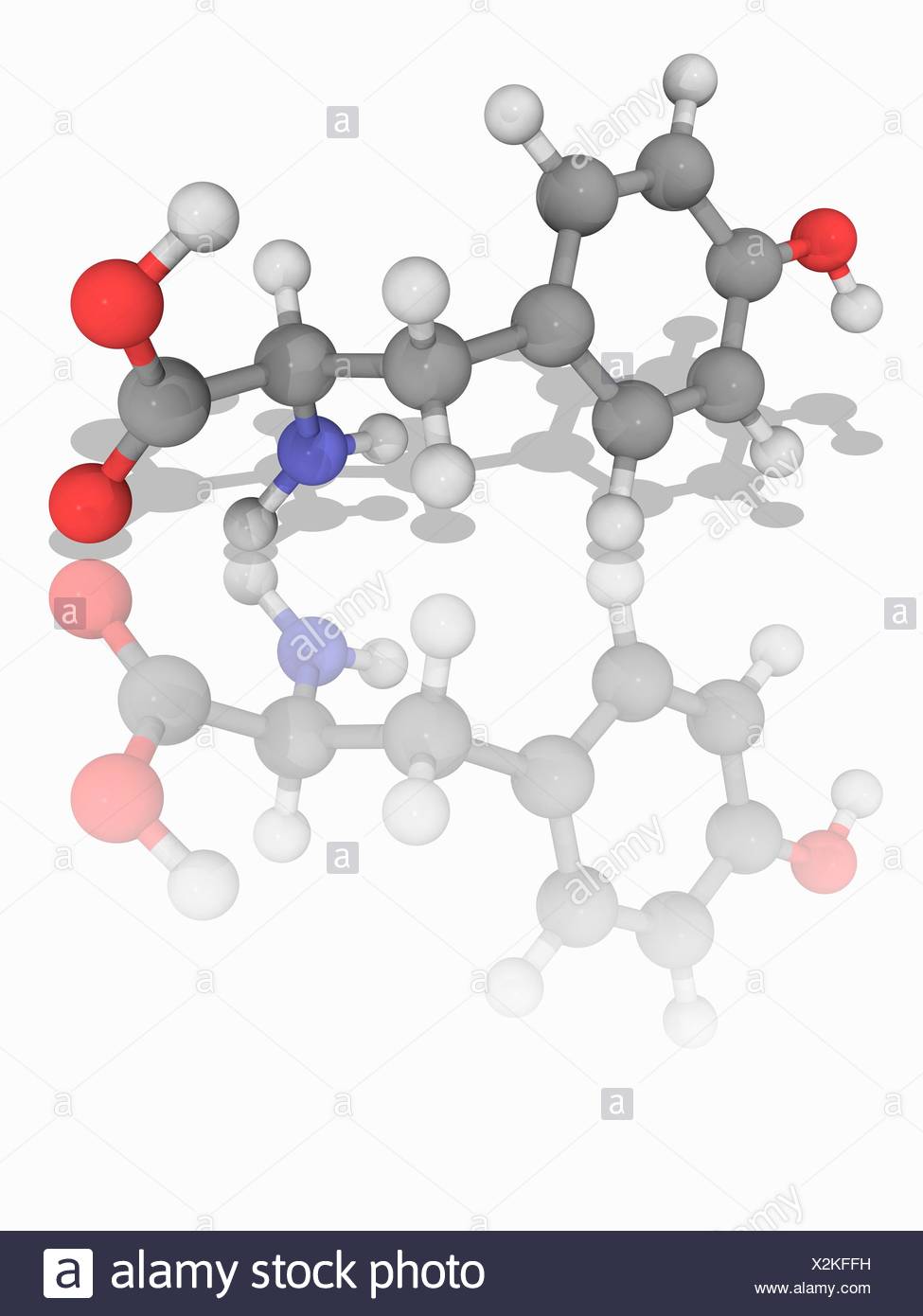 Tyrosine Molecular Model Of The Non Essential Amino Acid Tyrosine C9 H11 N O3 One Of The Amino Acids Used To Synthesize Proteins Proteinogenic Atoms Are Represented As Spheres And Are Colour Coded Carbon Grey Hydrogen