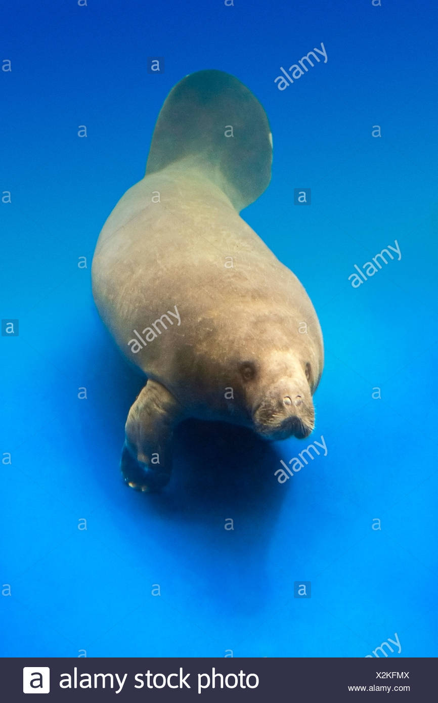 African Manatee High Resolution Stock Photography and Images - Alamy