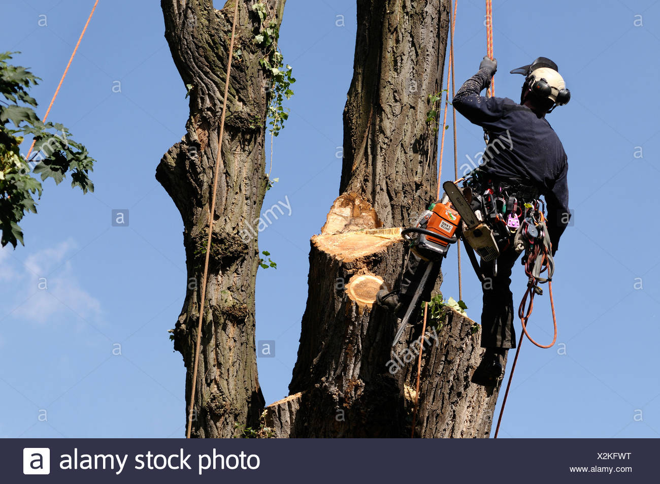 Felling High Resolution Stock Photography and Images Alamy