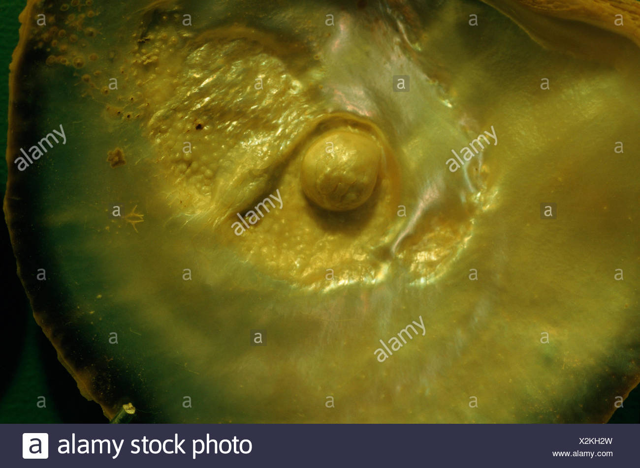 Open Oyster With Pearl High Resolution Stock Photography And Images - Alamy