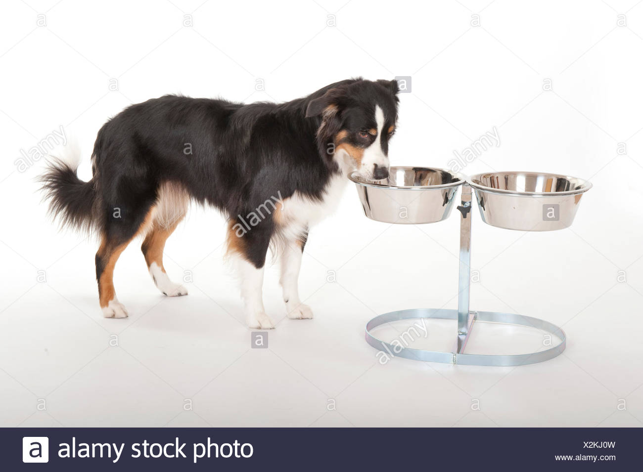 Australian Shepherd Dogs, Tri Coloured Eating from food bowl in stand,  Studio, white background Stock Photo - Alamy