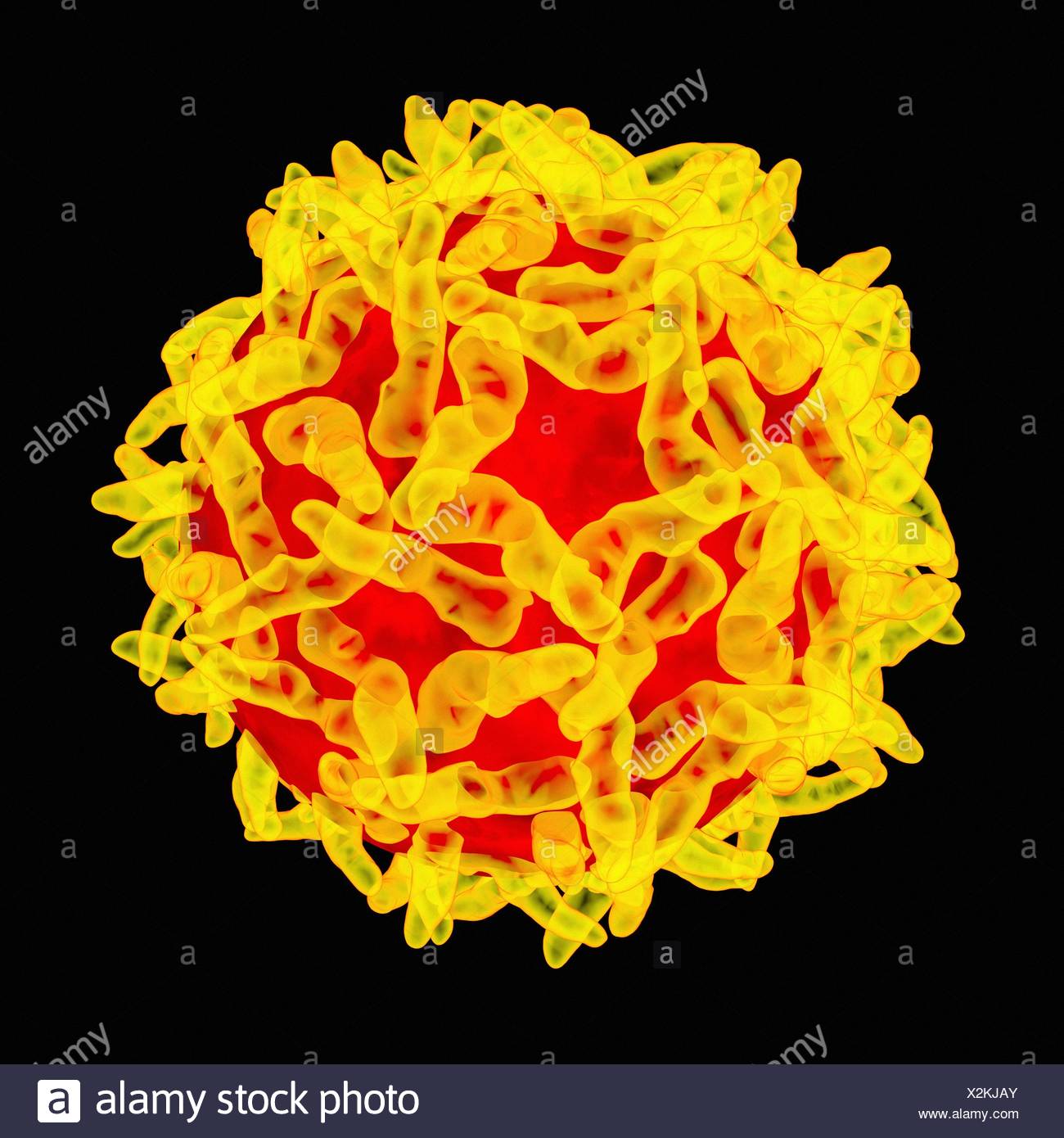 Yellow Jack Virus High Resolution Stock Photography and Images Alamy