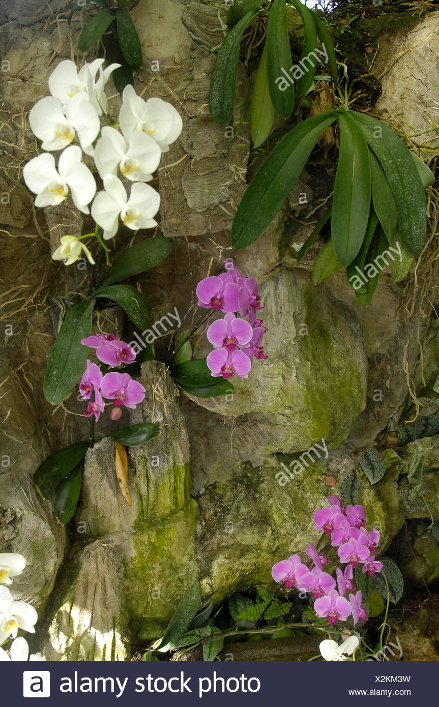Indonesia Bali Denpasar Orchid Garden Tropical Flowers Stock Photo Alamy