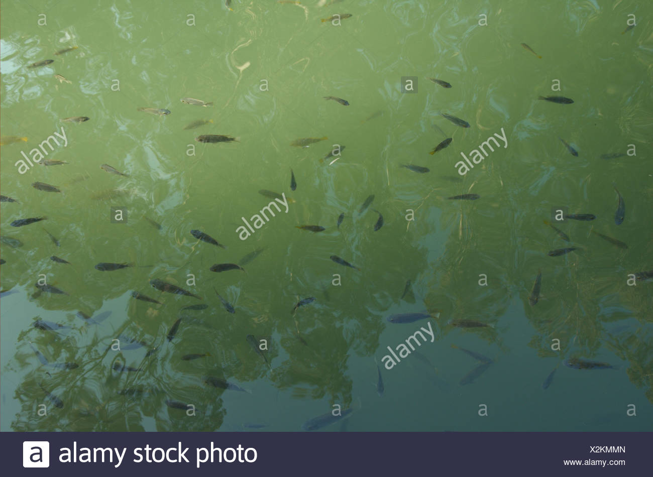 Jordan Fish Stock Photos & Jordan Fish Stock Images - Alamy