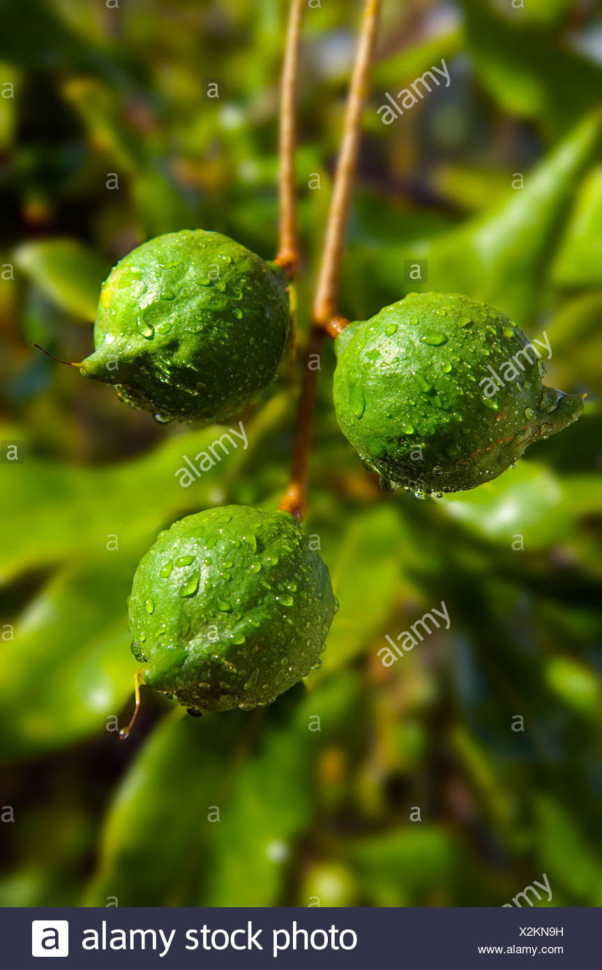 Macadamia Tree Stock Photos & Macadamia Tree Stock Images Alamy
