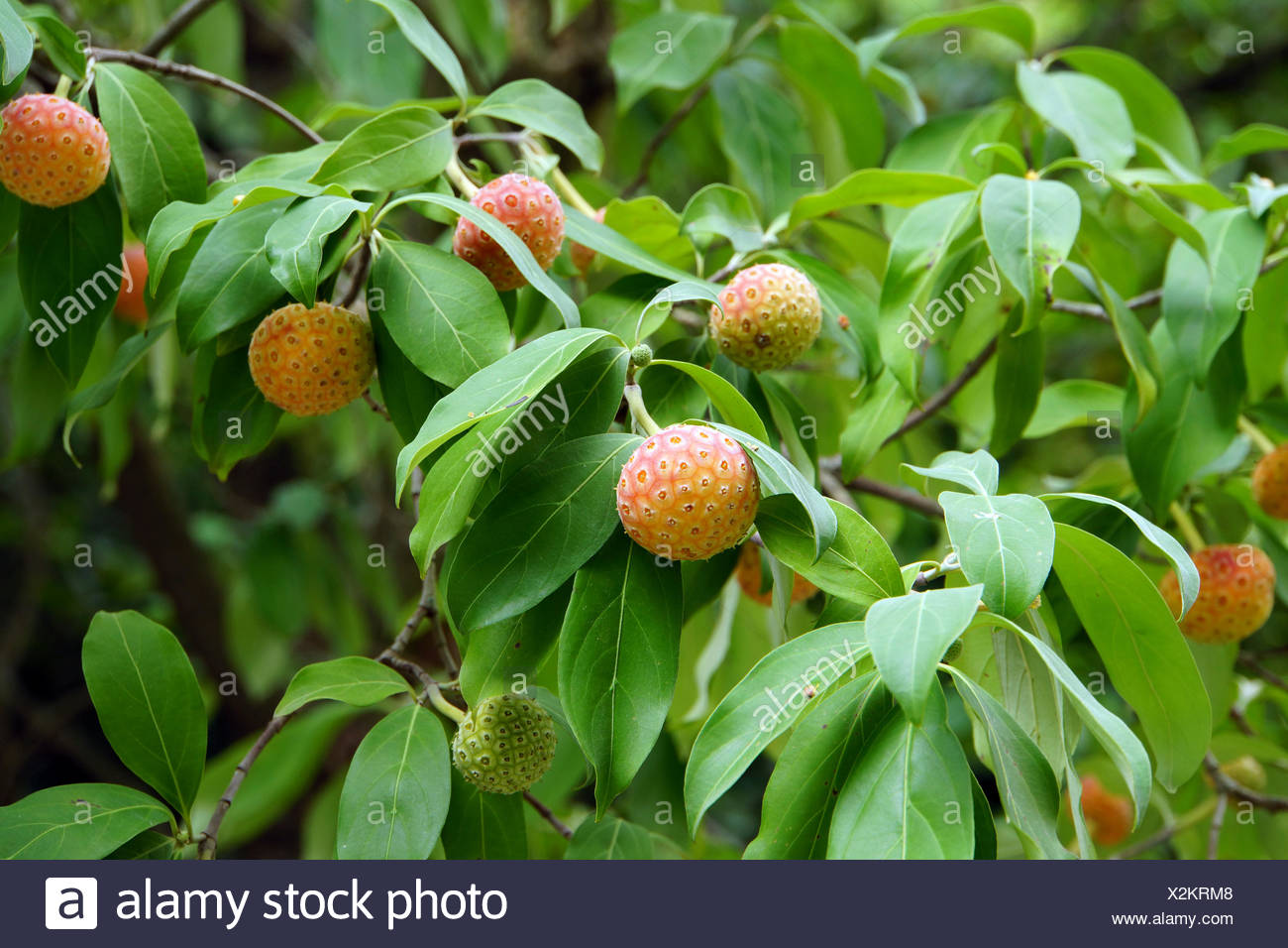 Frucht Des Benthams Hartriegel Cornus Capitata Lucca Toskana Italien Stock Photo Alamy