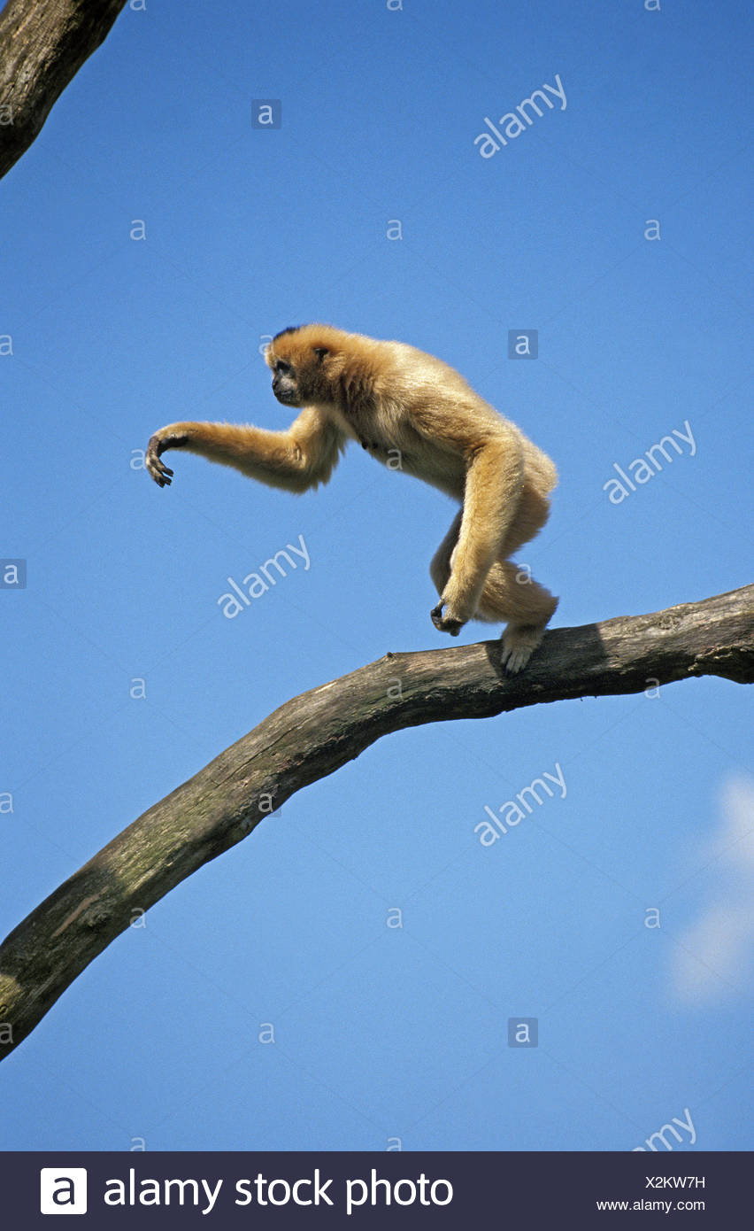 Adult Jumping From Branch High Resolution Stock Photography and Images