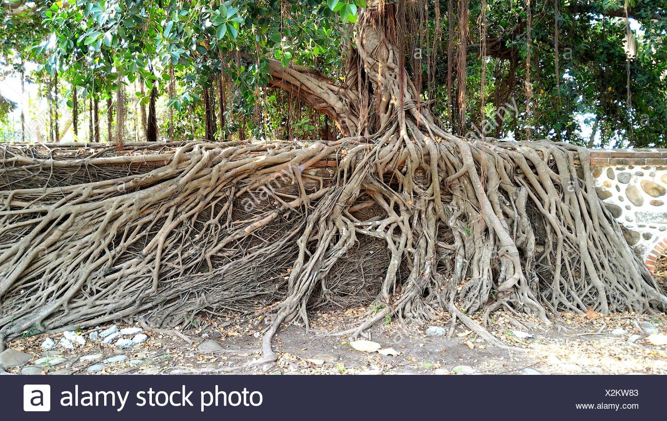 Tree Roots Images High Resolution Tree Roots High Resolution Stock Photography and Images - Alamy