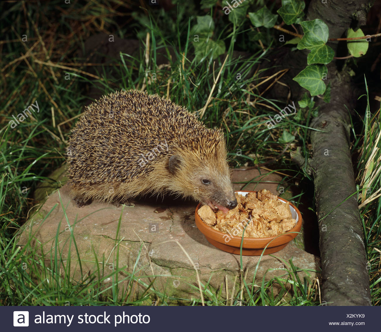 Hedgehog Eating Stock Photos & Hedgehog Eating Stock Images Alamy