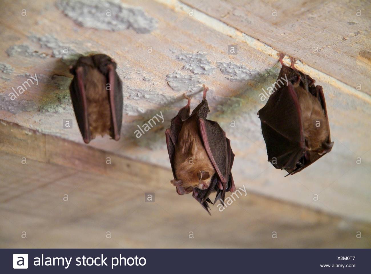 Bats Hanging High Resolution Stock Photography and Images - Alamy