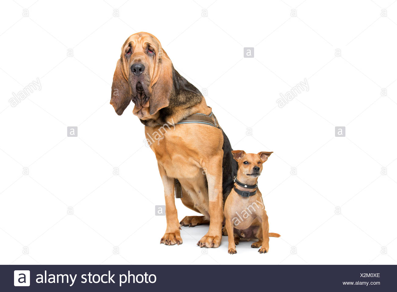 miniature bloodhound