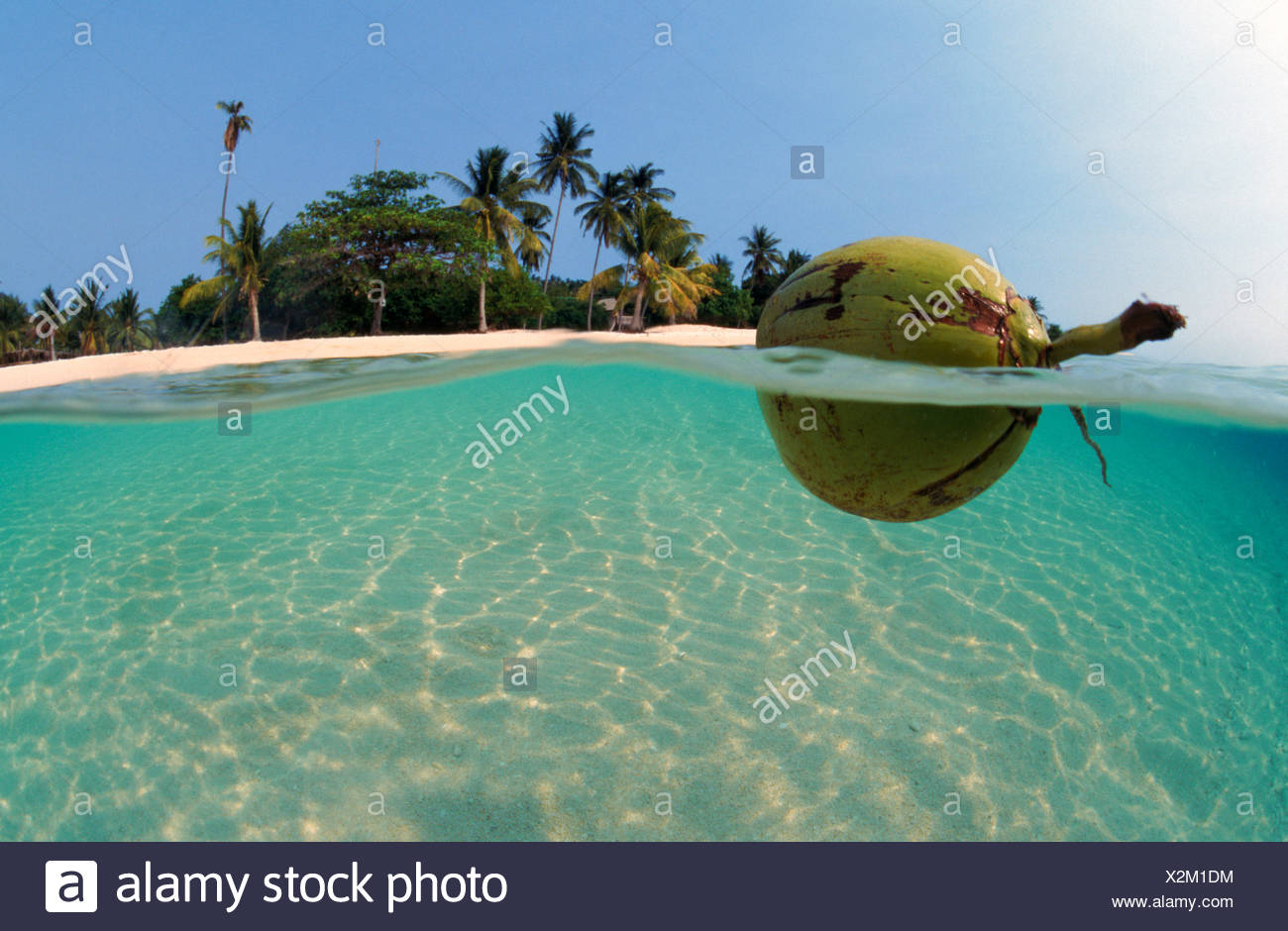 Coconut floating on water, Indopacific. Splitlevel. Dispersal of seed