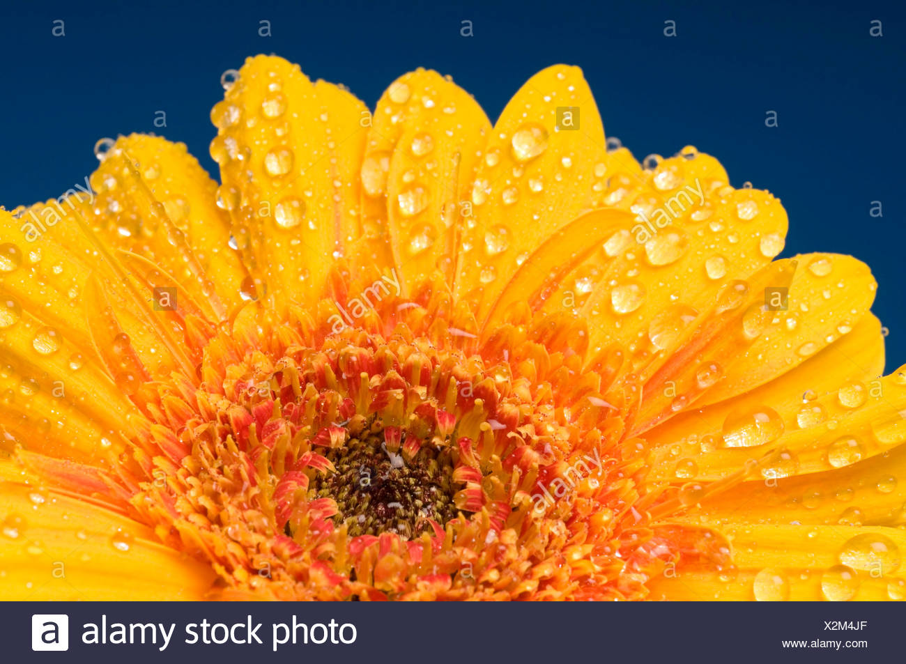 Gerbera gerbera blossom covered with water drops stock image