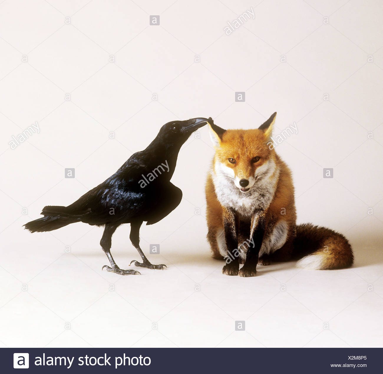 Fox And Crow High Resolution Stock Photography and Images Alamy