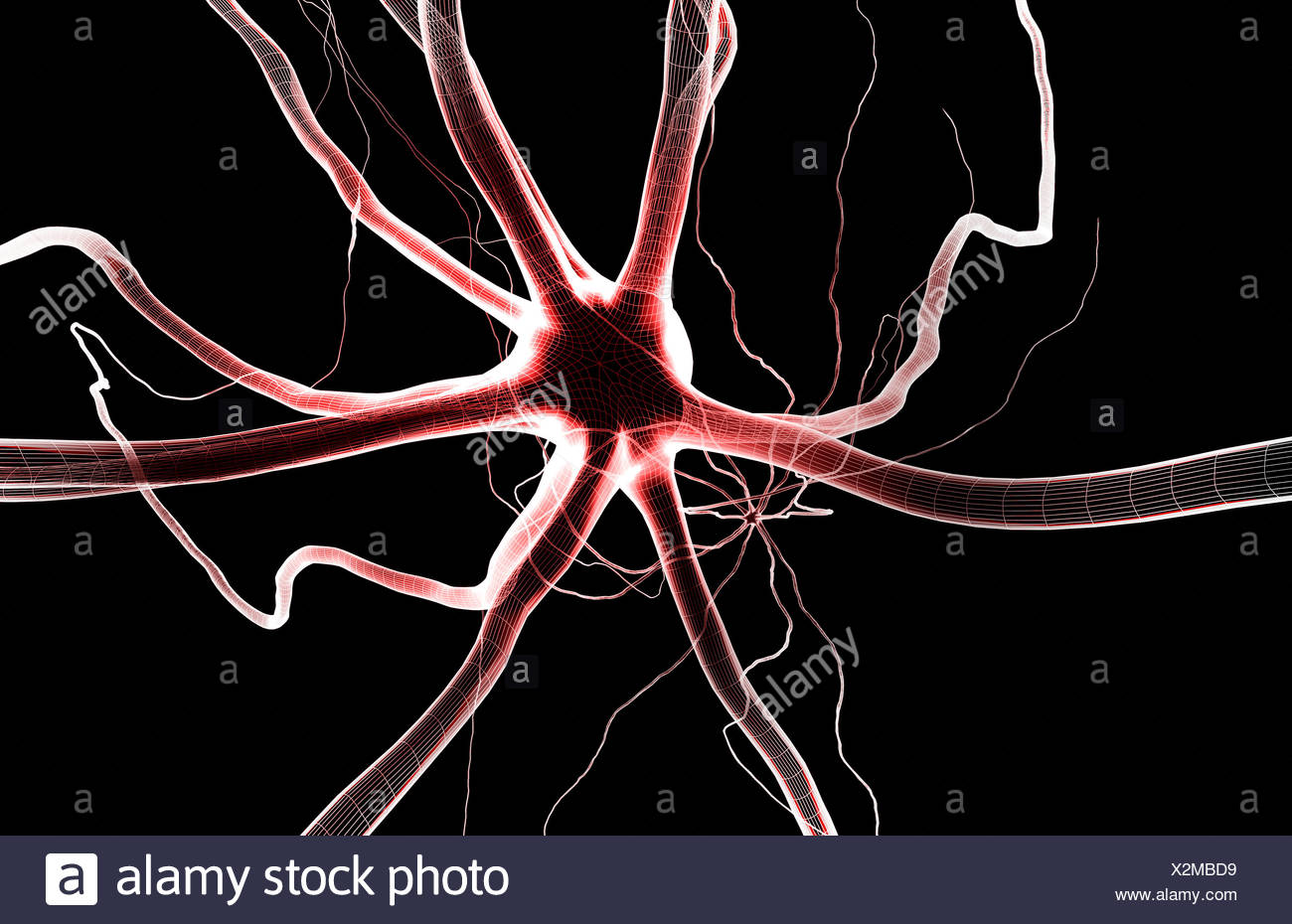 Motor Neuron Axon High Resolution Stock Photography and Images - Alamy