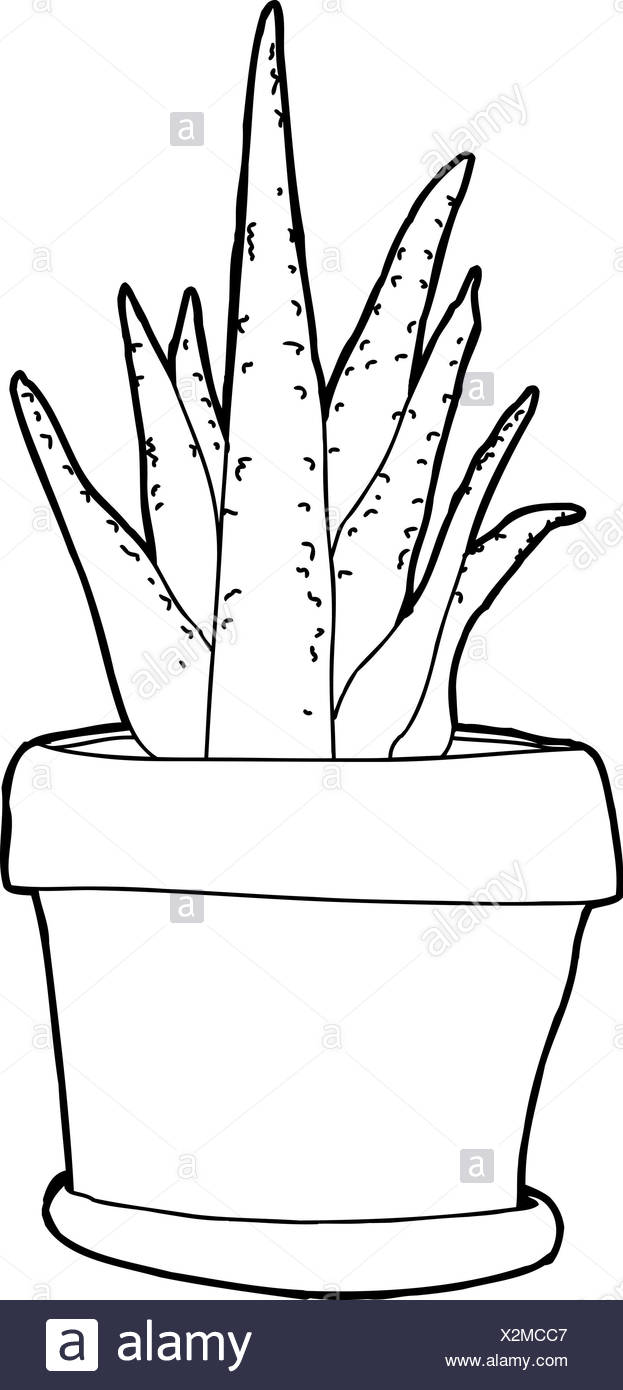 Aloe Vera Plant Hand Drawn High Resolution Stock Photography And Images Alamy