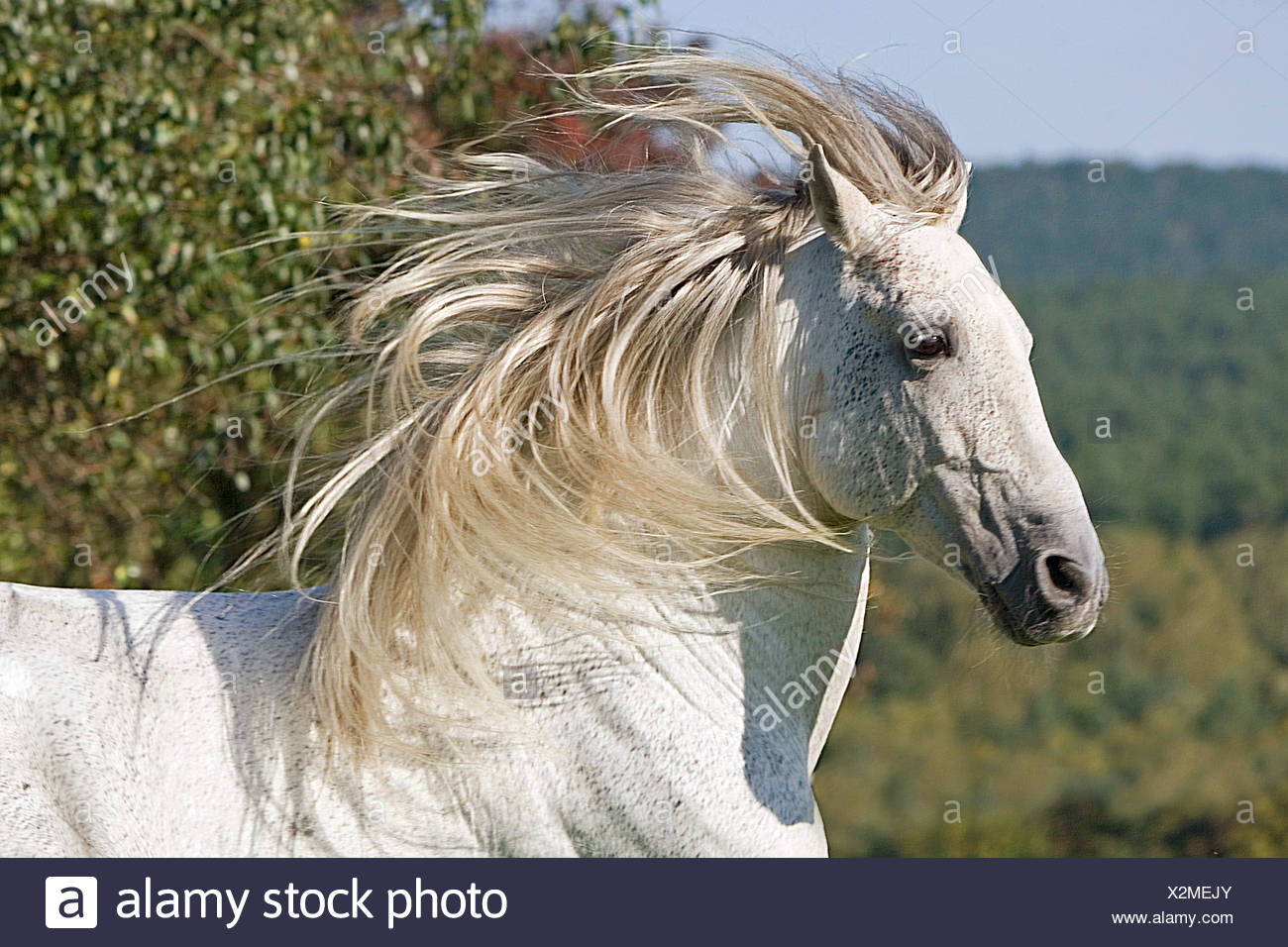 Pure Blooded High Resolution Stock Photography and Images Alamy