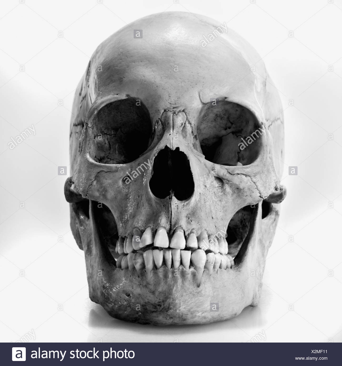 Human Skull Stock Photo Alamy