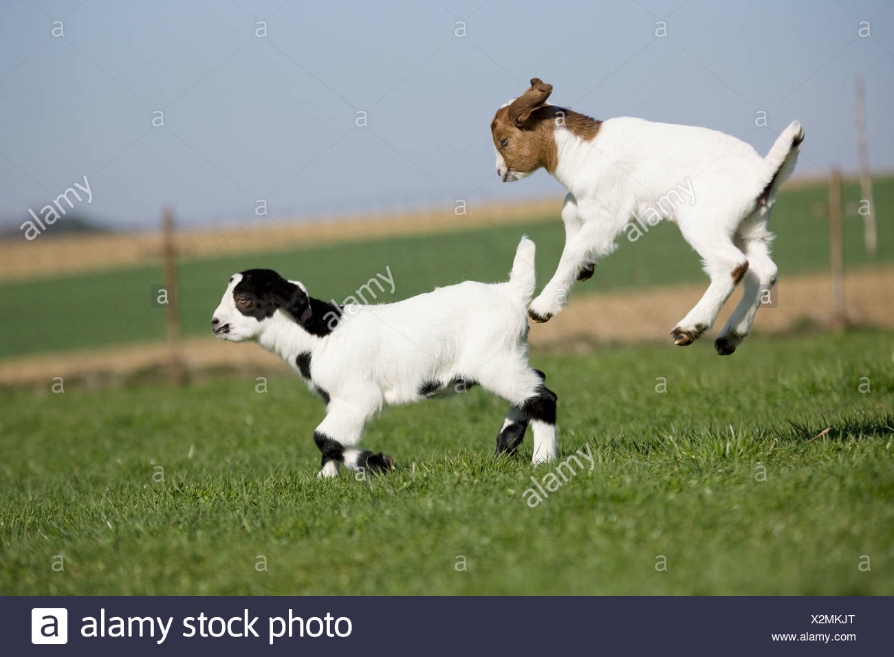 Goat Jumping Stock Photos & Goat Jumping Stock Images Alamy