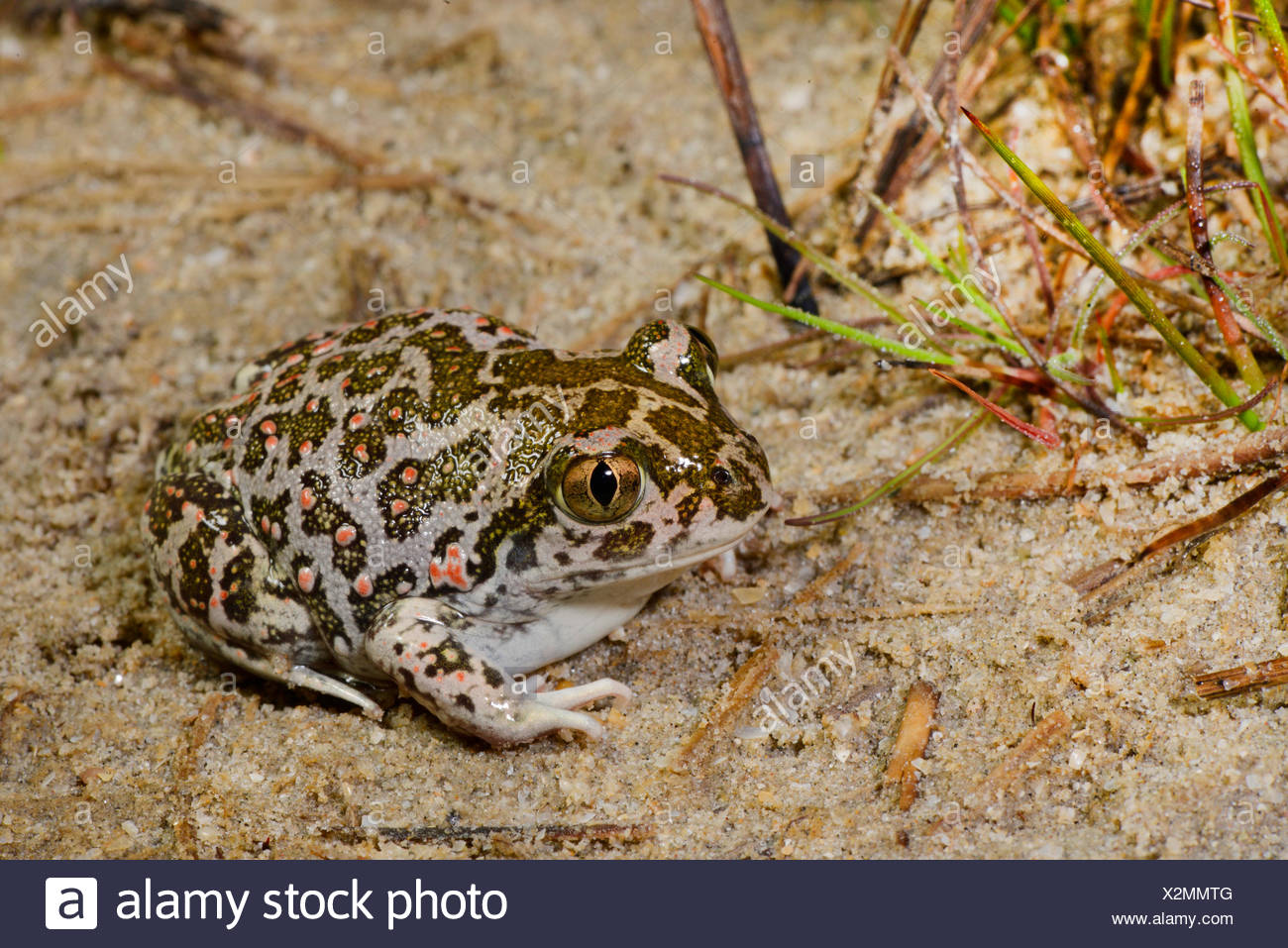 Eastern European spadefoot, Syrian spadefoot (Pelobates syriacus), Syrian spadefoot sitting on sandy ground, full-length portrait, Romania, Dobrudscha, Donaudelta, Donau-Delta, Vadu Stock Photo