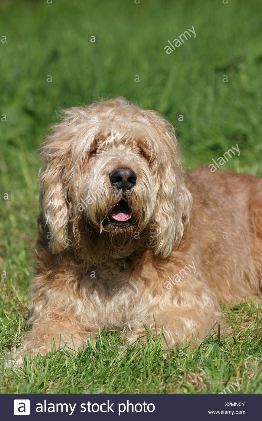 miniature otterhound