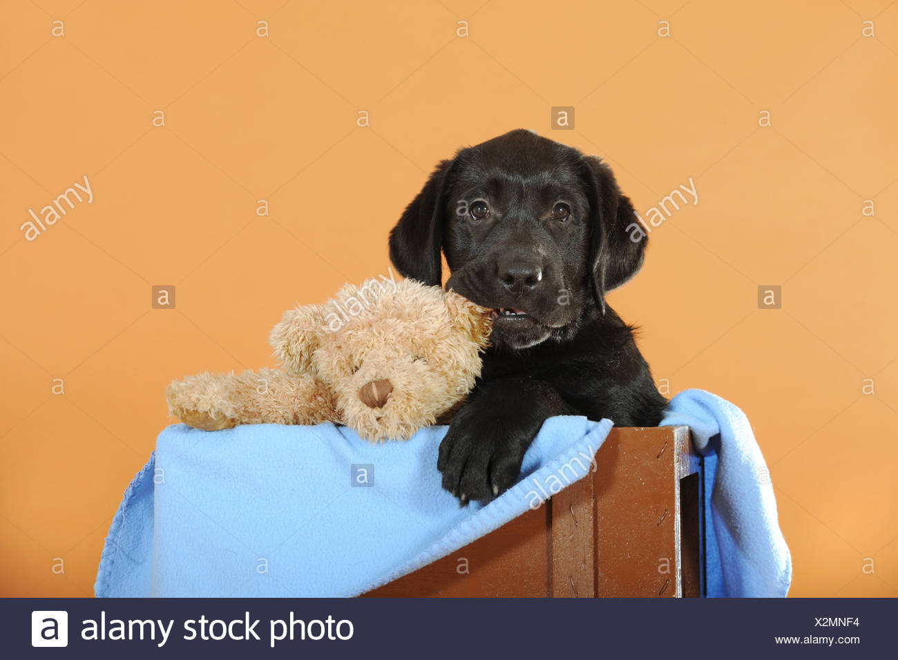 black labrador teddy