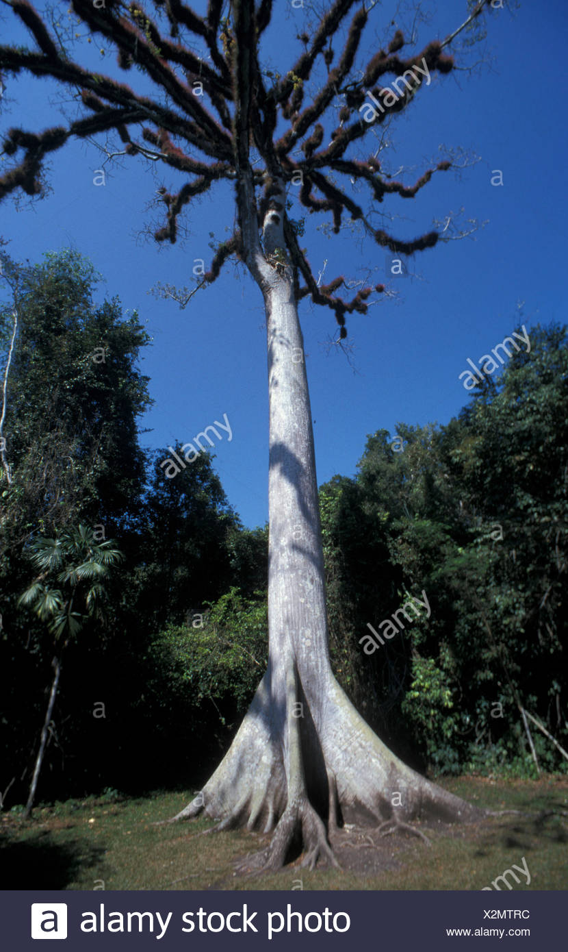 National Tree Of Guatemala High Resolution Stock Photography and Images
