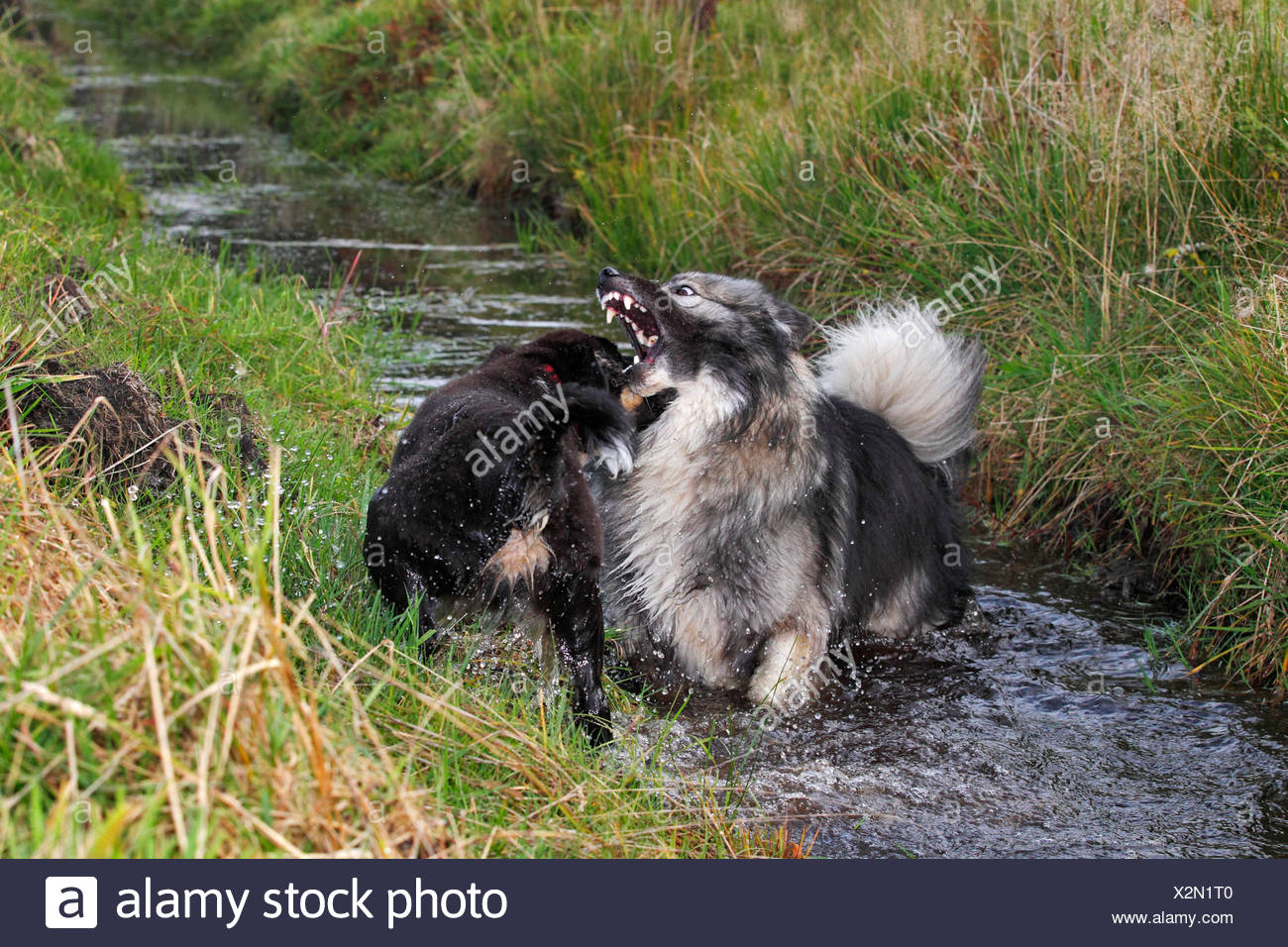 german shepherd & australian shepherd mix
