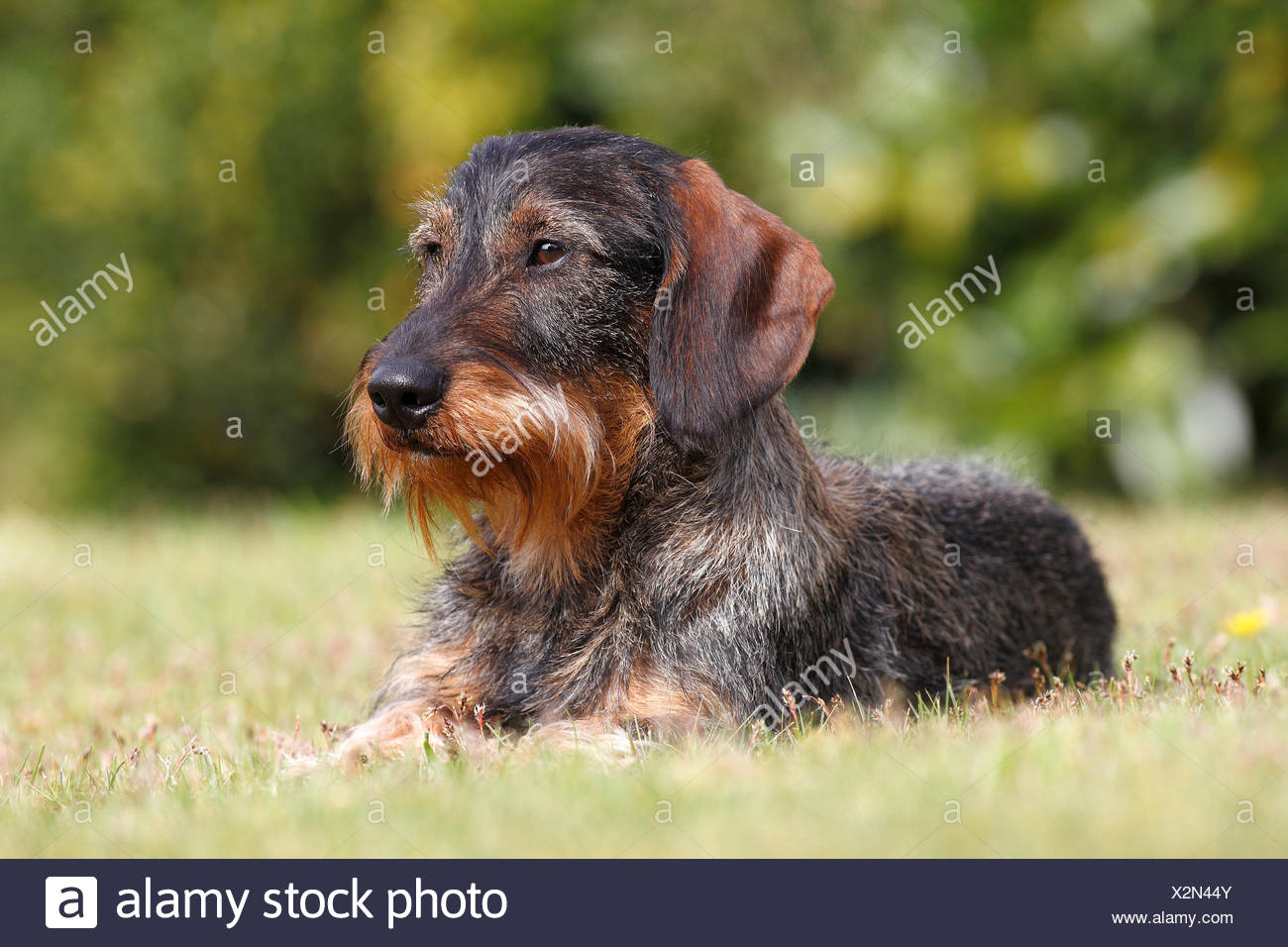 german wirehaired dachshund