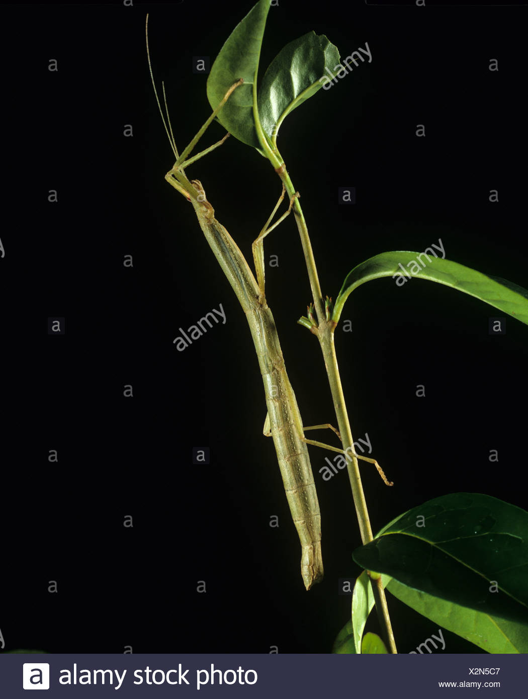 Laboratory Stick Insect High Resolution Stock Photography and Images