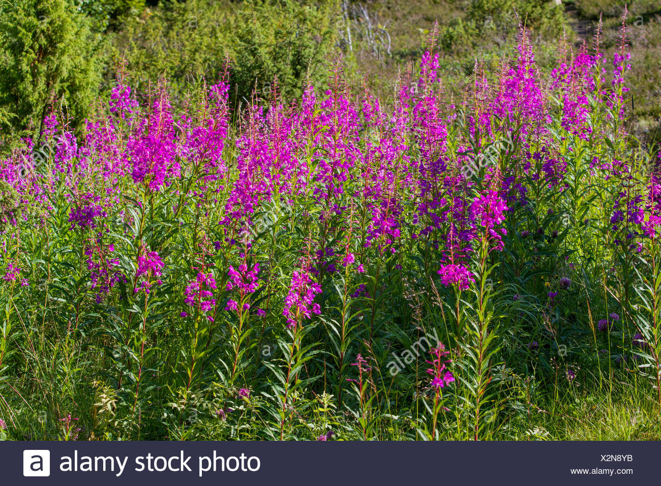Rosebay Willow Herb High Resolution Stock Photography and Images - Alamy