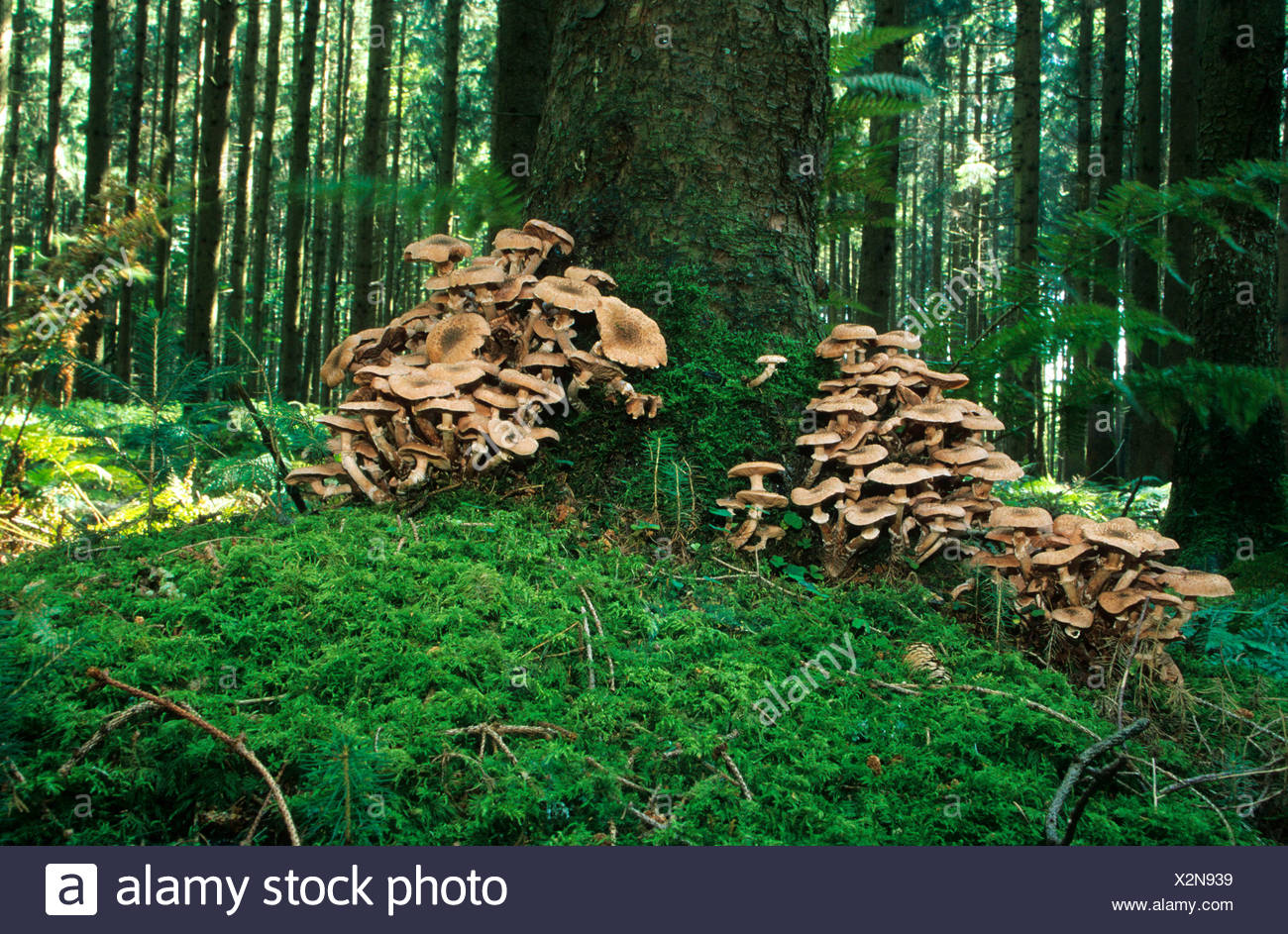 Фото грибы убийцы деревьев