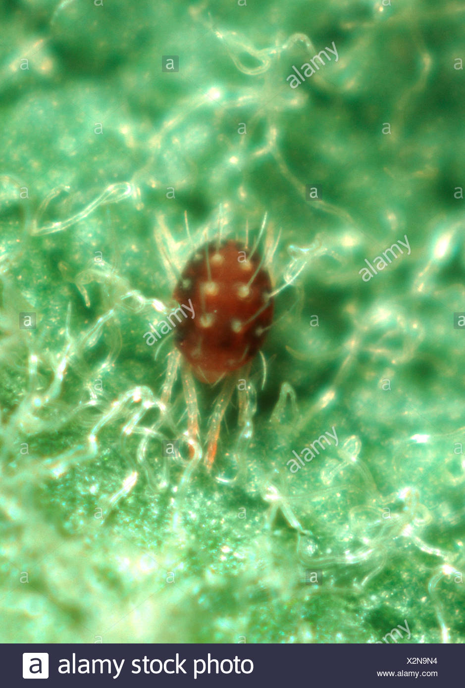 Fruit tree red spider mite (Panonychus ulmi) female mite ...
