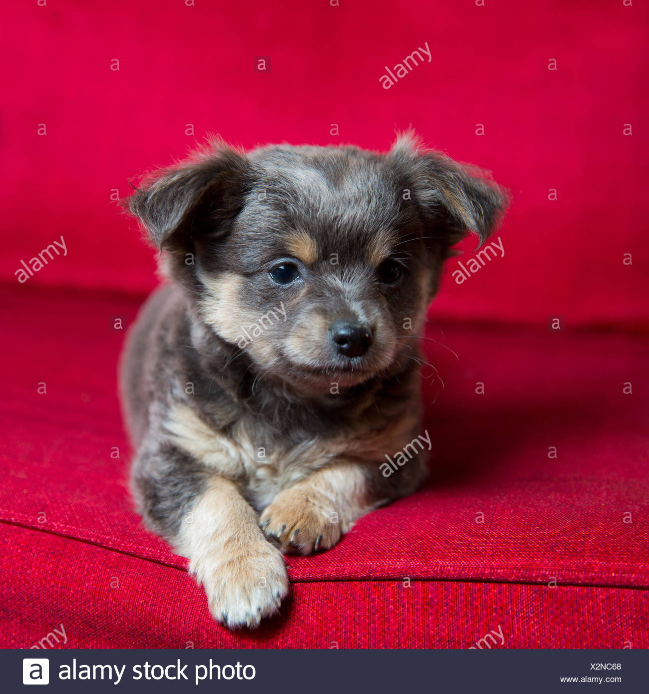 Chihuahua Gray Long Hair Puppy Dog Sitting On Red Stock Photo