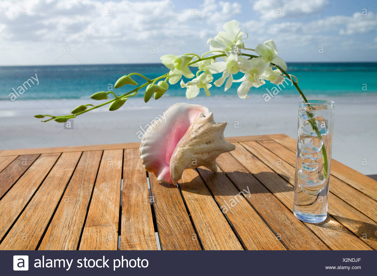 Vase Shell Stock Photos & Vase Shell Stock Images Alamy