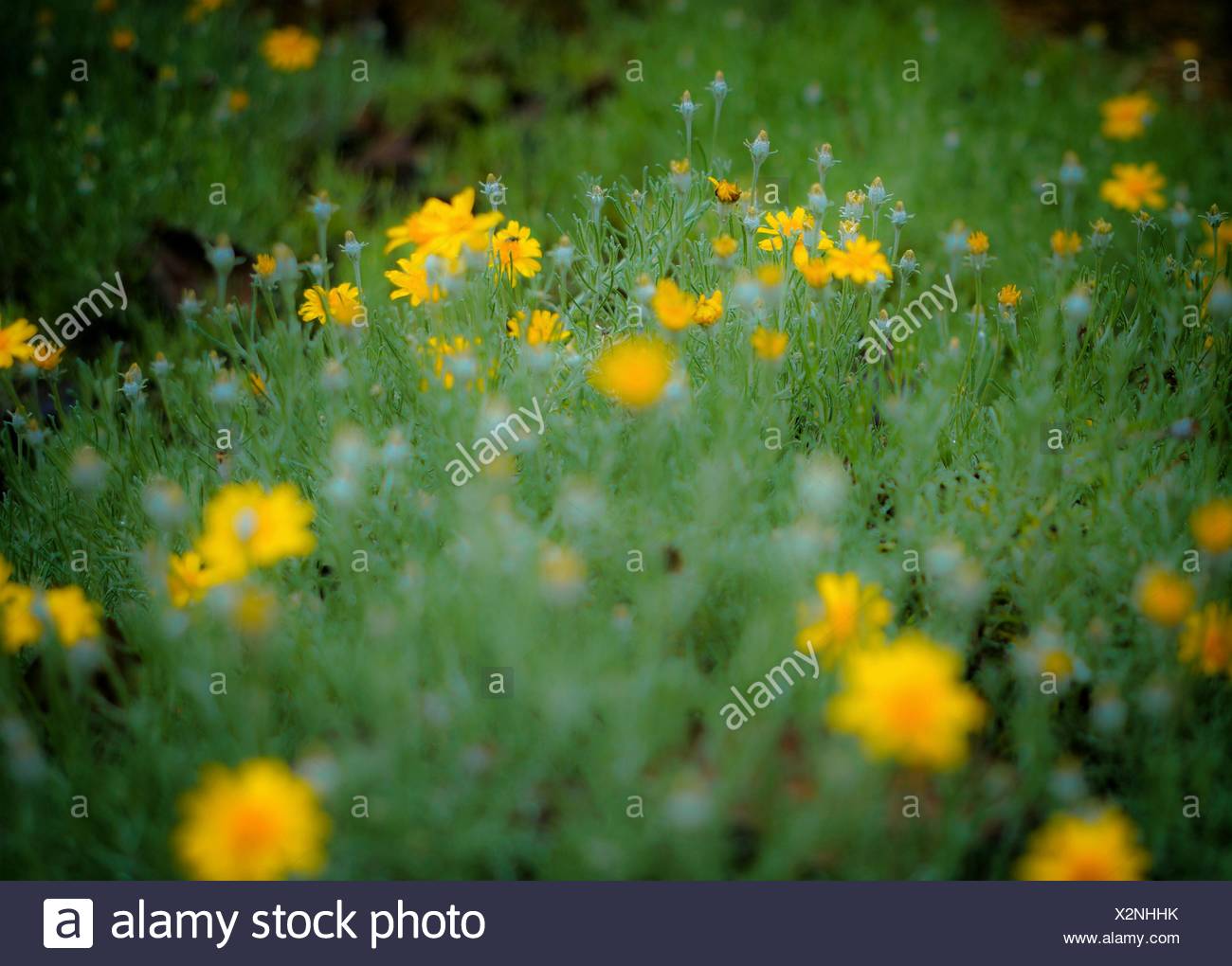 Download High Angle View Of Yellow Flowers Growing On Field Stock Photo Alamy Yellowimages Mockups