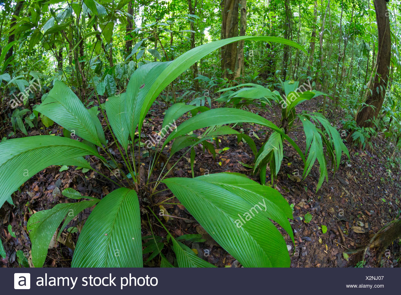 Understory Plants High Resolution Stock Photography and Images Alamy