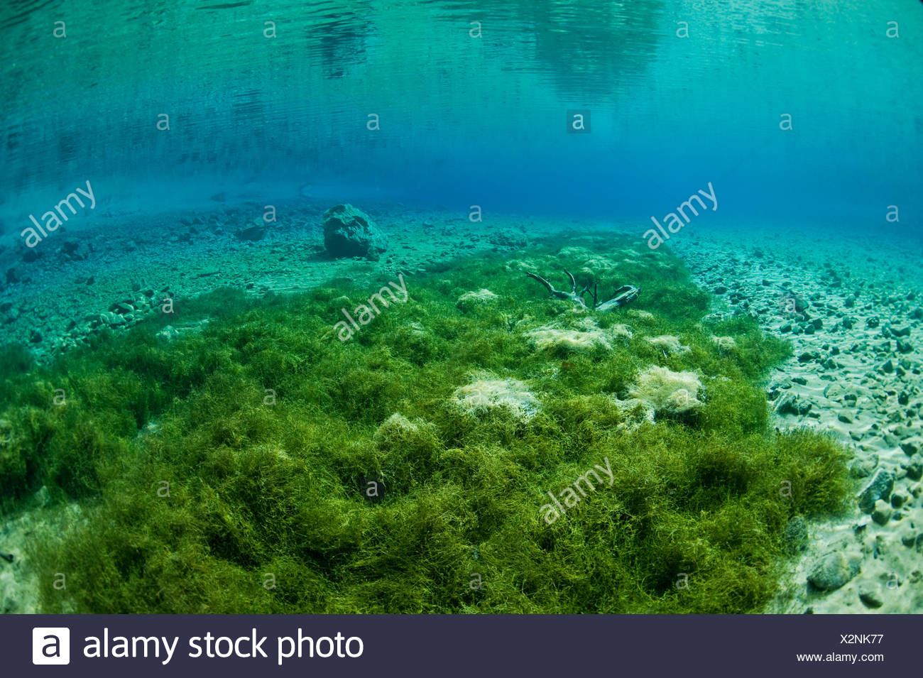Underwater view, Grüner See lake, Tragöß, Hochschwab, Styria ...
