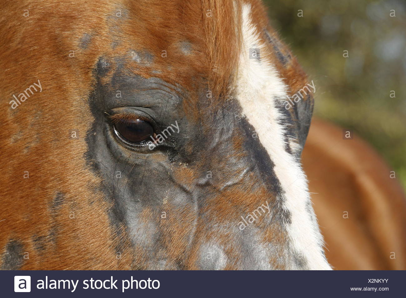 Horse Sick High Resolution Stock Photography and Images Alamy